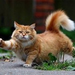 рыжий кот мурлыка большой