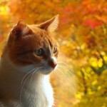 рыжий котик