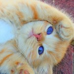 рыжий котенок, кот