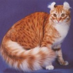 американский керл кошка