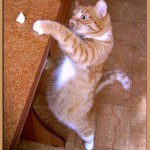 чем кормить кота
