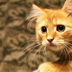 кот рыжий