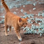 красивый рыжий кот и бабочки