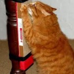 рыжий котик точит когти