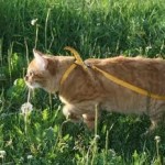 как приучить кота к шлейке