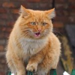 рыжий кот сидит на заборе