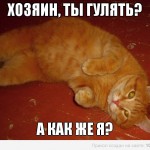 рыжий кот гулять хочет с хозяином