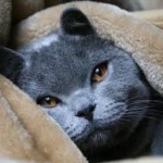 русская голубая кошка