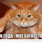 рыжий кот и его года прикол