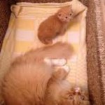 кошка рыжая с котенком