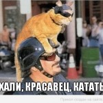 мотиватор-рыжий-кот-катается
