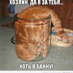рыжий кот лезет в банку