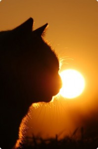 рыжий кот на солнце
