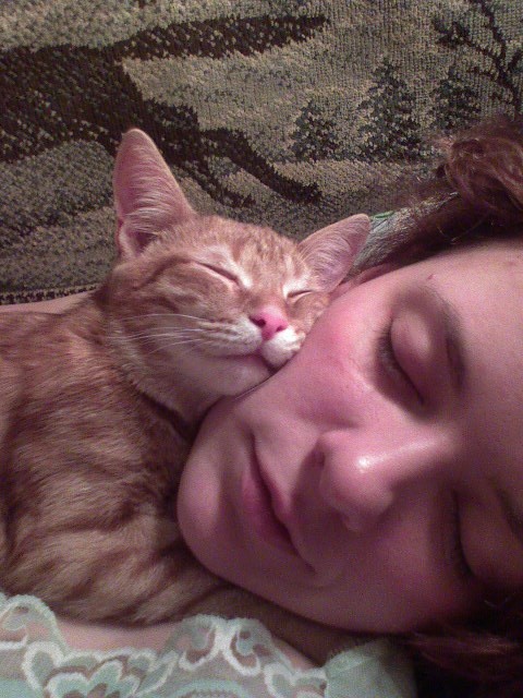 рыжий котенок спит