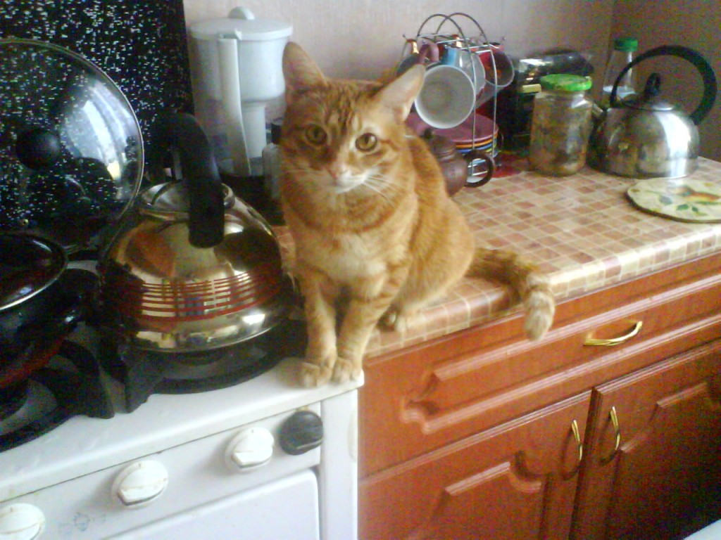рыжий кот сидит на кухне на столе