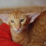 рыжий кот