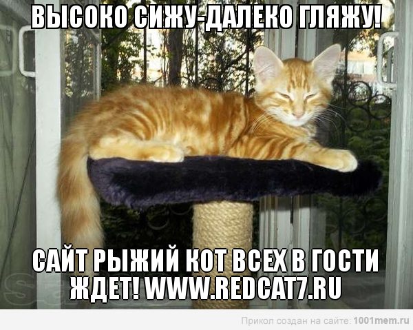 рыжий кот ангора сидит высоко красивый