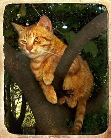 кошка рыжая на дереве сидит