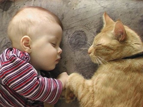 кот рыжий лечит ребенка