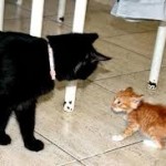 рыжий котенок и черная кошка