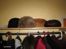 рыжий кот спряталася среди шапок забавно