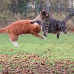 рыжий-кот-дерется-с-другим-котом