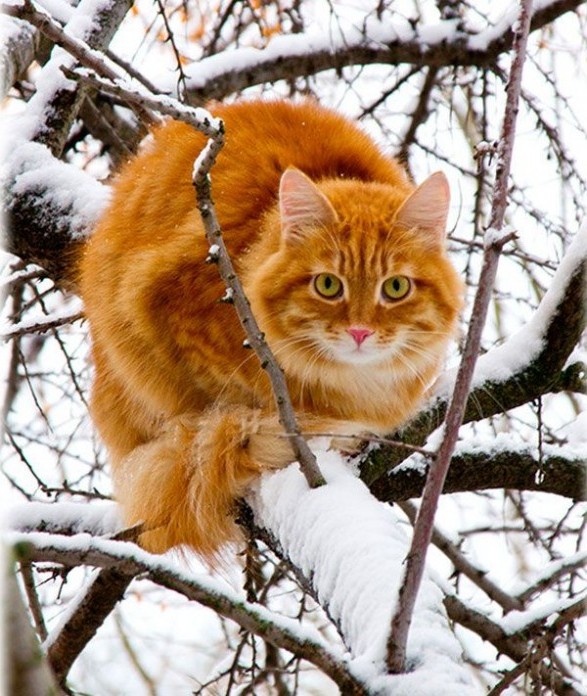 рыжий кот на дереве сидит красивый