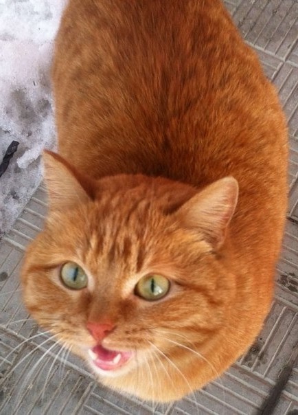 рыжий кот бездомный бродяга голоден просит есть