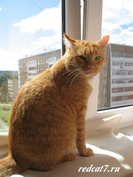 рыжая-кошка-на-окне-гуляет