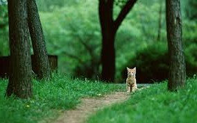 рыжий-котенок-в-лесу