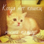 кот рыжий милый