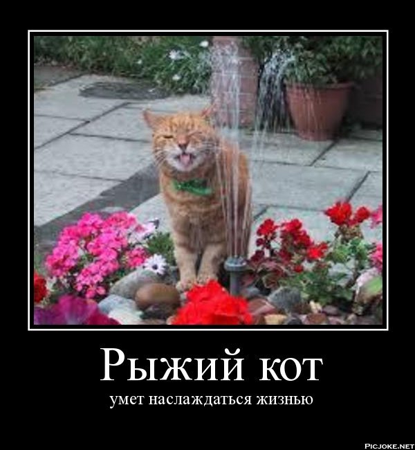 кот рыжий наслаждается мотиватор