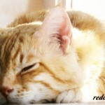 кот-рыжий-красавчик-спит-дома-уютно