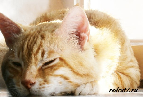 кот-рыжий-красавчик-спит-дома-уютно