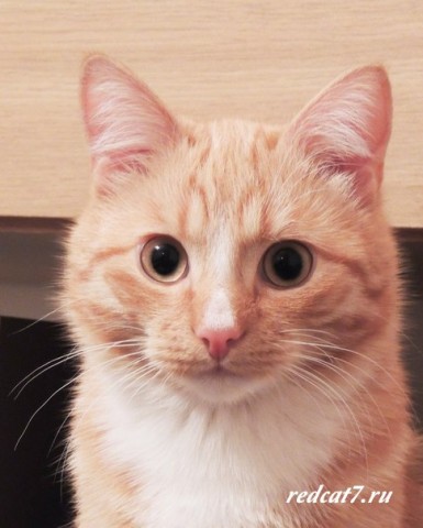 кот рыжий красивый фотография смотрит мило