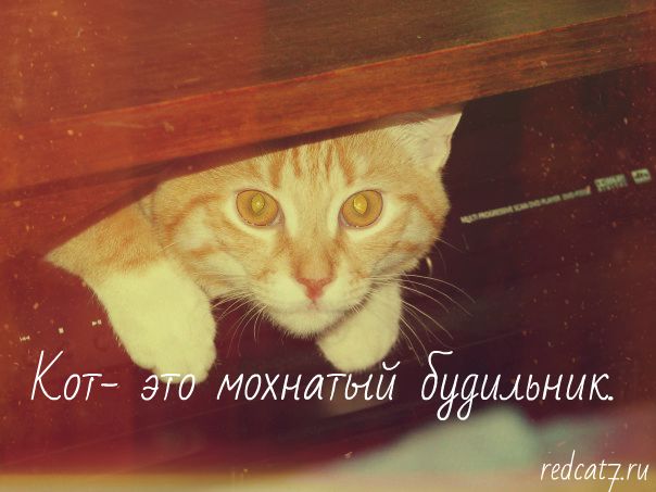 рыжий кот мотиватор сидит в ящике