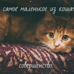 кот рыжий красивый