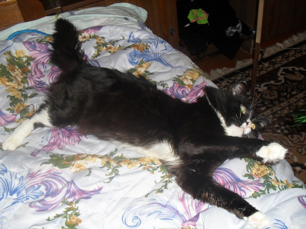 кот черный красивый пушистый лежит на кровате