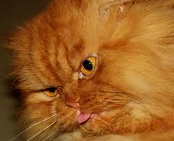 Почему у кота ломаются усы?