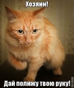 Смешные коты - лучший антидепрессант рекомендации Смешные коты - лучший антидепрессант рекомендации