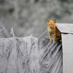 Рыжий кот и пепельная гора