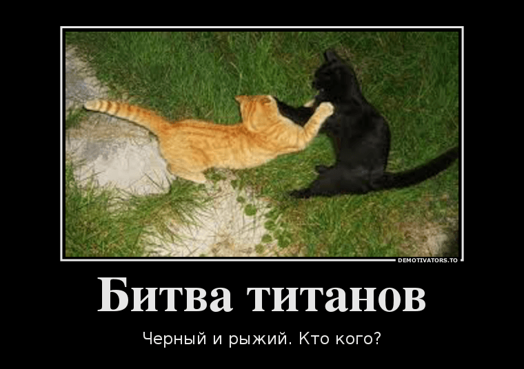 мотиватор рыжий и черный кот