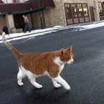 рыжий кот идет через дорогу