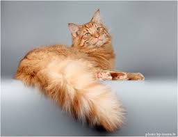 Норвежский кот рыжий