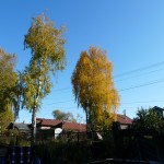 березы красивые стоят