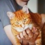 как отучить кота рыжего метить территорию