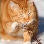 Рыжий кот красивый на снегу сидит у веточки, милашка рыжий кот мурлыка