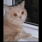 мотиватор с рыжий котом поговори со мною друг