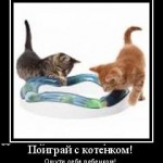 поиграй с котенком ощути себя ребенком мотиватор
