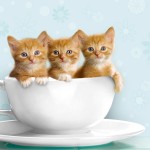 Керамическая миска для кошек